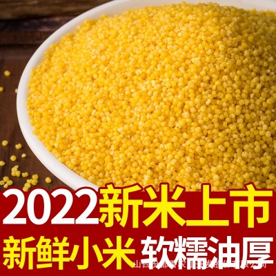 汾都香小米山西黄小米新米批发软糯小米油小米煮粥图4