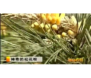 松花粉的采摘及神奇功效