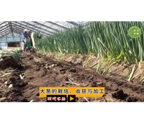 现代农业之——大葱的栽培、收获与加工