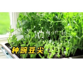 豌豆尖原来这么好吃，自己在家就能种，操作简单一看就会，你也种点试试吧！