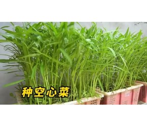 空心菜从种子开始种多久才能采收？教你如何在家盆栽种植空心菜