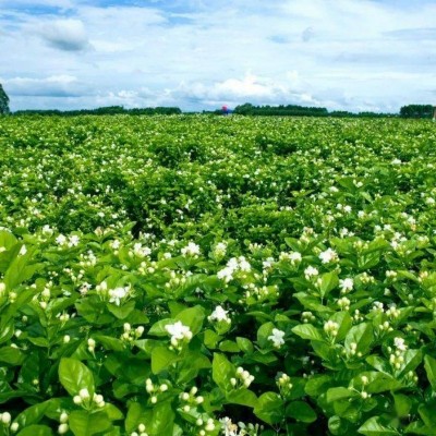 广西横县横州茉莉花干新鲜花苞现摘干花花茶原料花蕾开花厂家批发图2