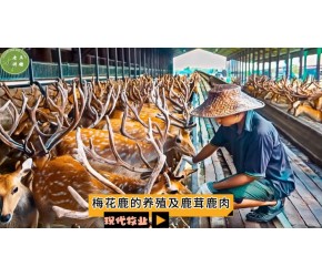 梅花鹿的养殖及鹿茸鹿肉
