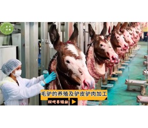 毛驴的养殖及驴皮驴肉加工