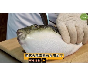 河豚去除毒素与食用加工