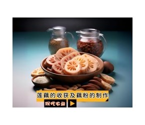 莲藕的收获及藕粉的制作
