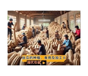 丝瓜的种植、食用及加工