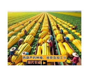 西葫芦的种植、收获及加工