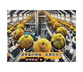 菠萝蜜的种植、采摘及加工