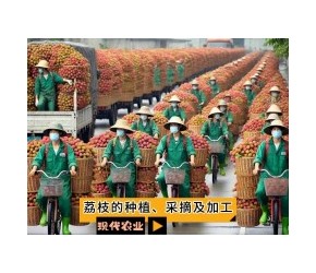 荔枝的种植、采摘及加工