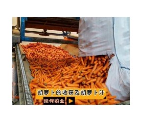 胡萝卜的收获及胡萝卜汁