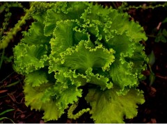 种植生菜过程中，如何正确防治病虫害问题