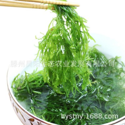 盐渍海草龙须菜海发菜石花菜凉拌菜20斤一箱日料寿司海藻沙拉鲜爽