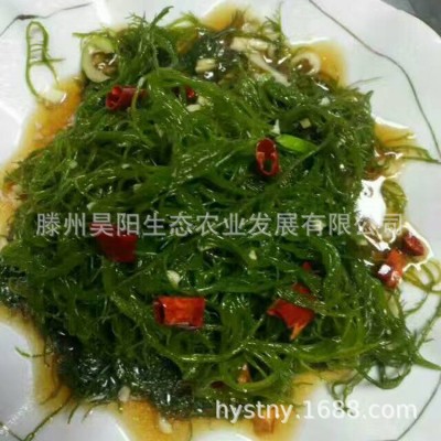 盐渍海草龙须菜海发菜石花菜凉拌菜20斤一箱日料寿司海藻沙拉鲜爽图4