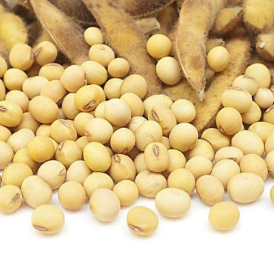 菏泽厂家批发特大粒 高蛋白黄豆图2