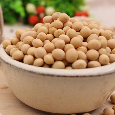 菏泽厂家批发特大粒 高蛋白黄豆图3