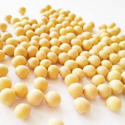 菏泽厂家批发特大粒 高蛋白黄豆图4