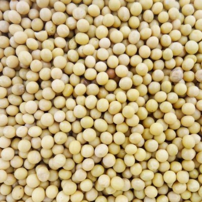 菏泽厂家批发特大粒 高蛋白黄豆图5