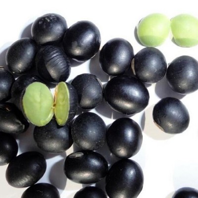五谷杂粮 东北黑豆 油粮作物 东北豆青仁黑豆 绿心黑豆批发图4
