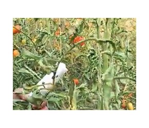 蔬菜种植之西红柿番茄病症诊断