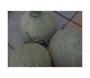 如何种植日本哈密瓜-- 从种子到收割91天-