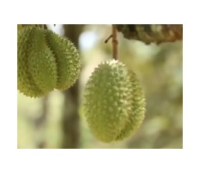 榴莲是怎么生长出来的？现代农业：榴莲的种植与收获