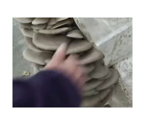 平菇怎么种植？现在农业：平菇的种植与收获