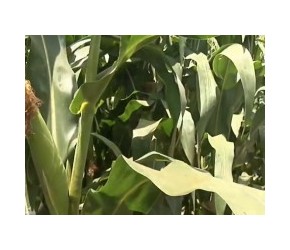 玉米的一生｜现代农业种植和收获苞米棒子｜中国第一大粮食作物