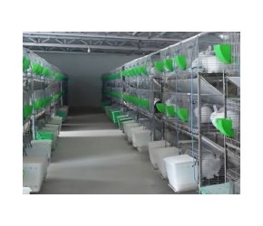 肉兔养殖关键技术
