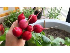 阳台花盆种菜指南：解锁家中的“绿色小菜园”