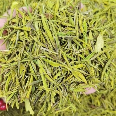 2025年新茶黄金芽茶叶散茶
