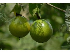 种植百香果过程中为什么突然会枯萎?可能是这几个原因