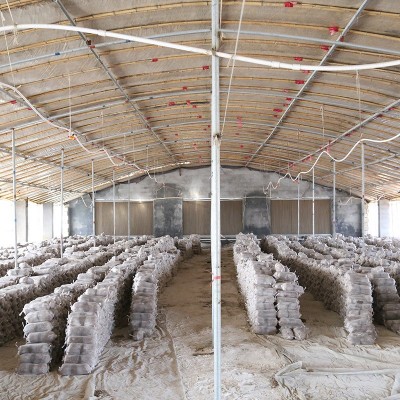 山东平菇菌种食用菌菌包6斤重两头出蘑菇种植高出菇率黑平菇菌包图3