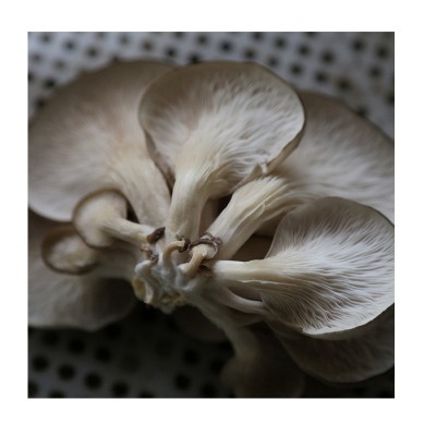 山东平菇菌种食用菌菌包6斤重两头出蘑菇种植高出菇率黑平菇菌包图4