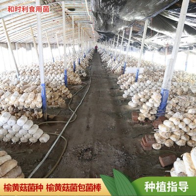 批发6斤装榆黄菇菌包 榆黄蘑菌菇种植包家庭自己种榆黄菇菌包菌种图2