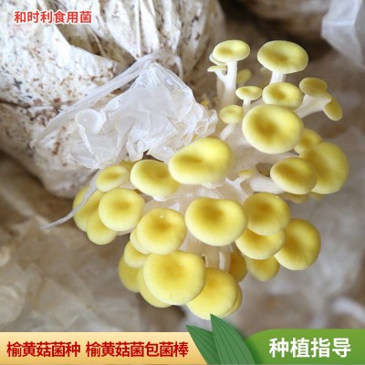 批发6斤装榆黄菇菌包 榆黄蘑菌菇种植包家庭自己种榆黄菇菌包菌种图3