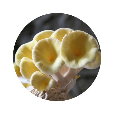 批发6斤装榆黄菇菌包 榆黄蘑菌菇种植包家庭自己种榆黄菇菌包菌种图4