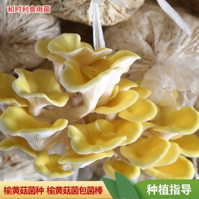 批发6斤装榆黄菇菌包 榆黄蘑菌菇种植包家庭自己种榆黄菇菌包菌种图5