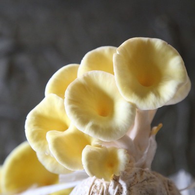 菌棒厂批发农户大棚6斤装榆黄菇菌包菌种家庭室内种植食用菌菌棒图2