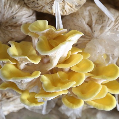 菌棒厂批发农户大棚6斤装榆黄菇菌包菌种家庭室内种植食用菌菌棒图4