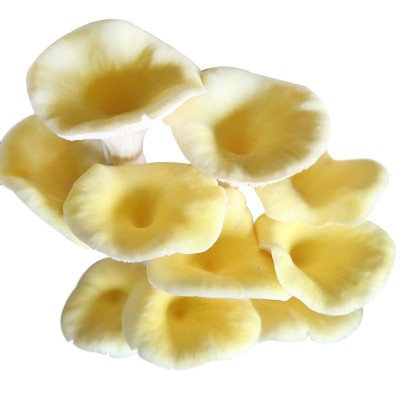 菌棒厂批发农户大棚6斤装榆黄菇菌包菌种家庭室内种植食用菌菌棒图3