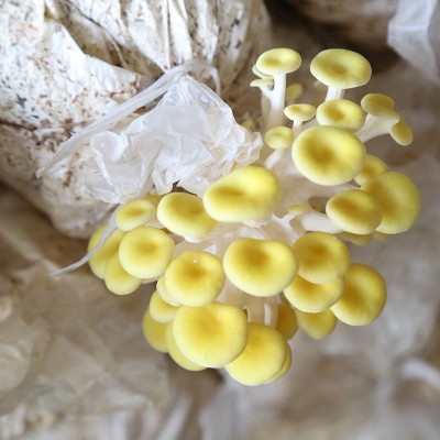 菌棒厂批发农户大棚6斤装榆黄菇菌包菌种家庭室内种植食用菌菌棒图5