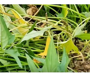 红薯种植想高产有方法，只需动手提一提，红薯蹭蹭结，一棵结一堆