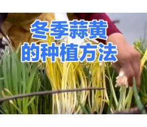冬季蒜黄种植方法
