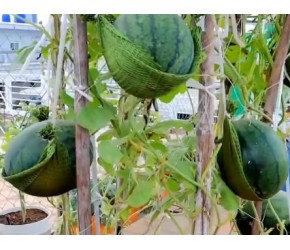 楼顶盆栽西瓜，从种子到收获全过程，简单实用的种植小技巧