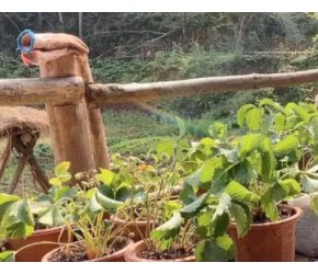 不用大棚种草莓，盆栽种草莓一样结得好，关键做好这一步