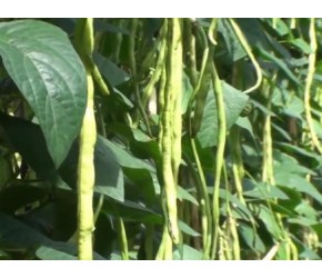 豇豆的一生｜现代农业种植和收获豆角