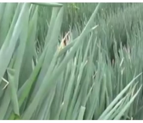 大葱种植技术视频，现代农业：大葱的种植与收获