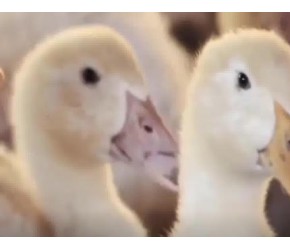 鸭子的养殖方法，现代农业：鸭的养殖技术与加工