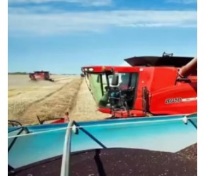 油菜种植技术视频，现代农业：油菜的种植与收获